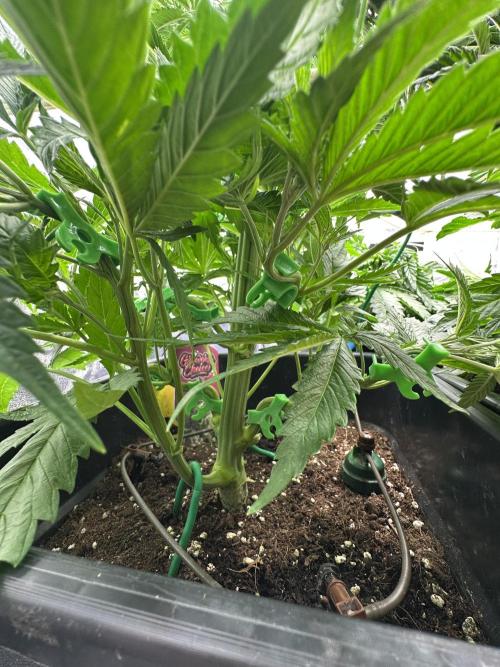 Crazy Platinum Marker. Week 6