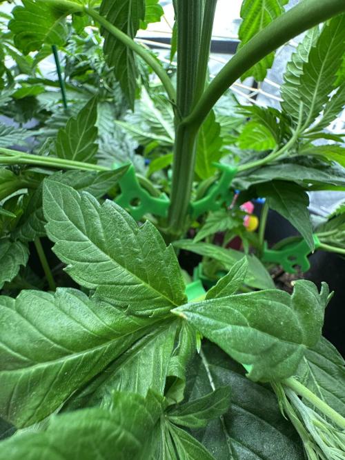 Crazy Platinum Marker. Week 6