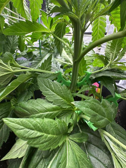 Crazy Platinum Marker. Week 6