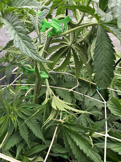 Crazy Platinum Marker. Week 6