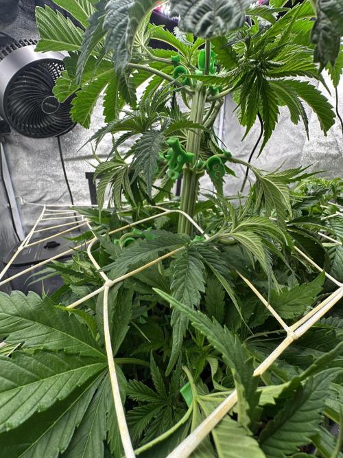 Crazy Platinum Marker. Week 6