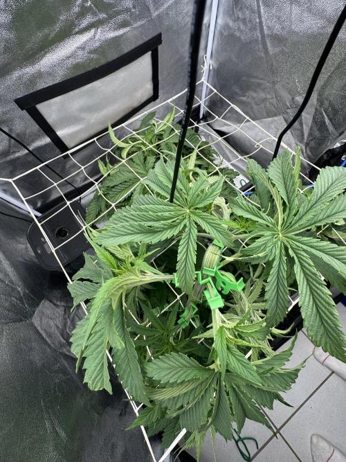 Crazy Platinum Marker. Week 6