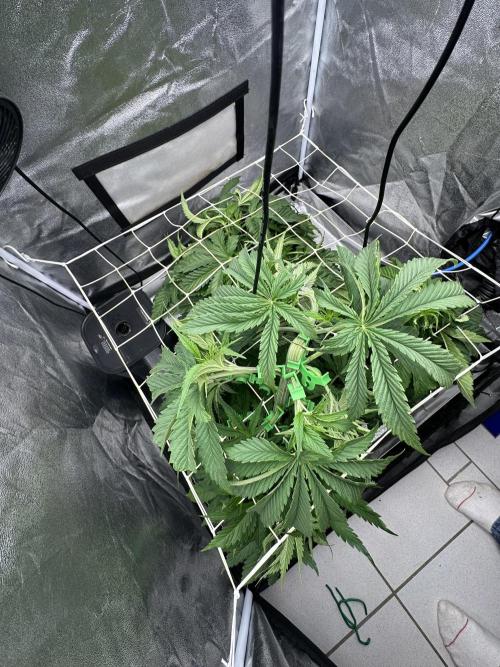 Crazy Platinum Marker. Week 6