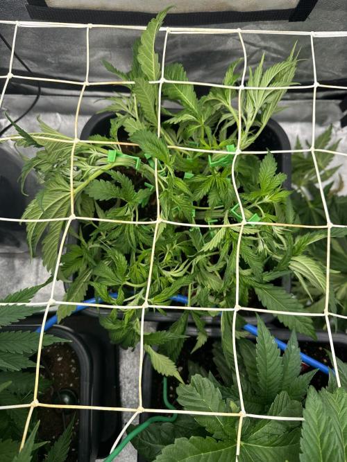 Crazy Platinum Marker. Week 6