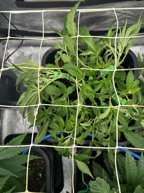 Crazy Platinum Marker. Week 6