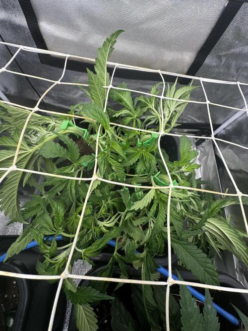 Crazy Platinum Marker. Week 6