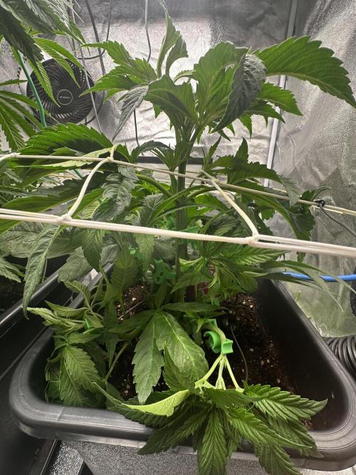 Crazy Platinum Marker. Week 6