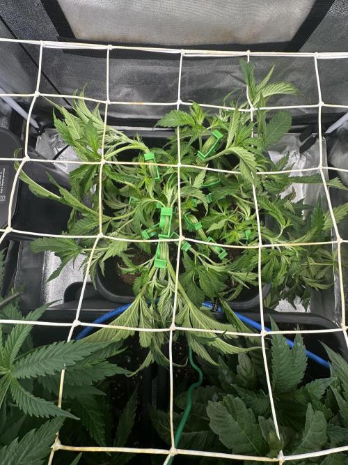 Crazy Platinum Marker. Week 6