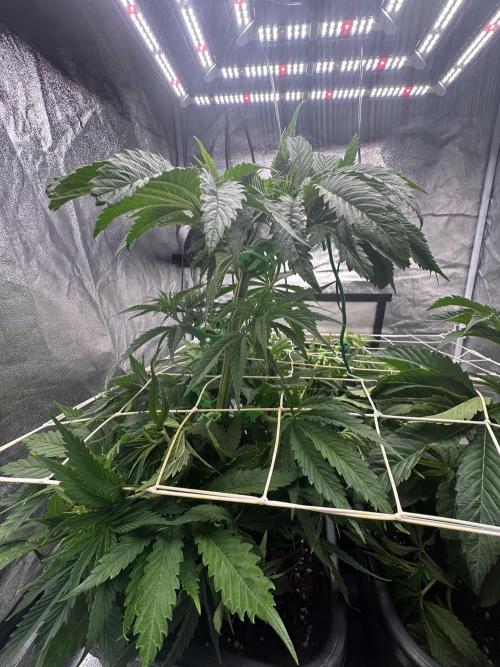 Crazy Platinum Marker. Week 6