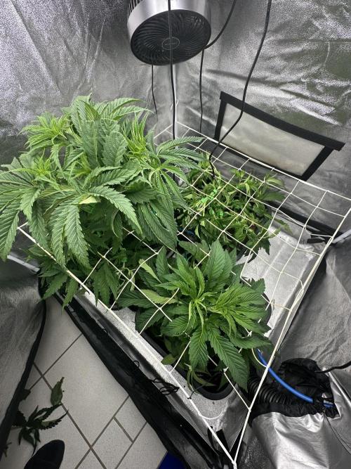 Crazy Platinum Marker. Week 6