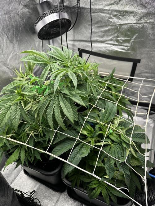 Crazy Platinum Marker. Week 7