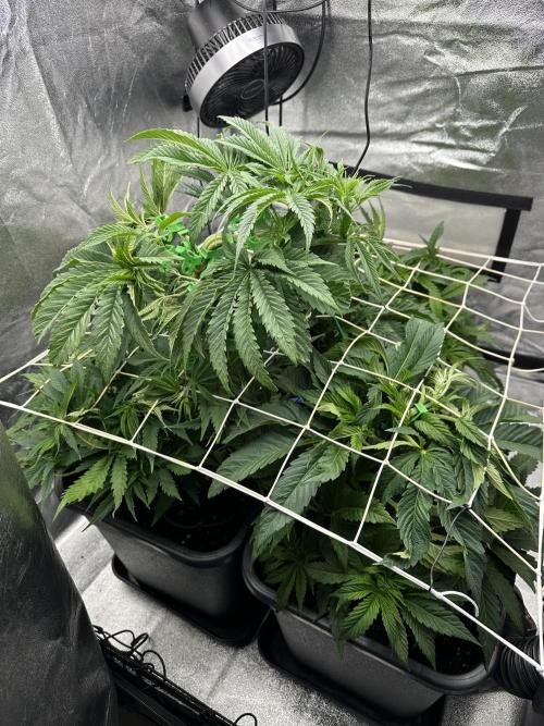 Crazy Platinum Marker. Week 7