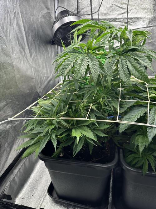 Crazy Platinum Marker. Week 7