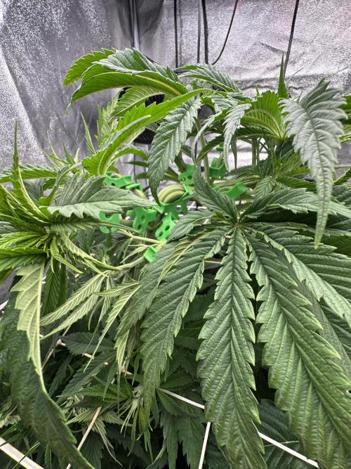 Crazy Platinum Marker. Week 7