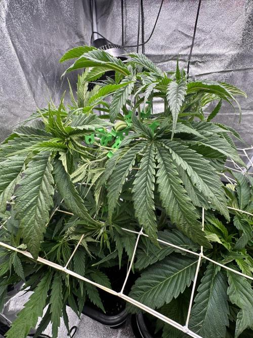 Crazy Platinum Marker. Week 7