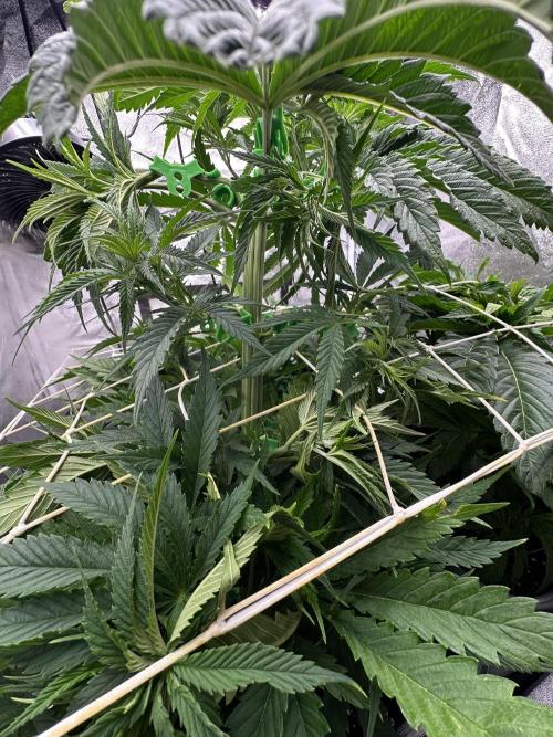 Crazy Platinum Marker. Week 7