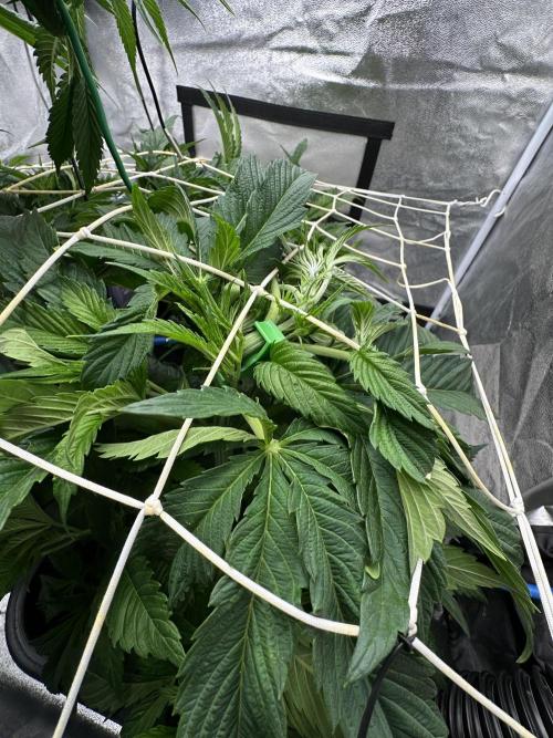 Crazy Platinum Marker. Week 7