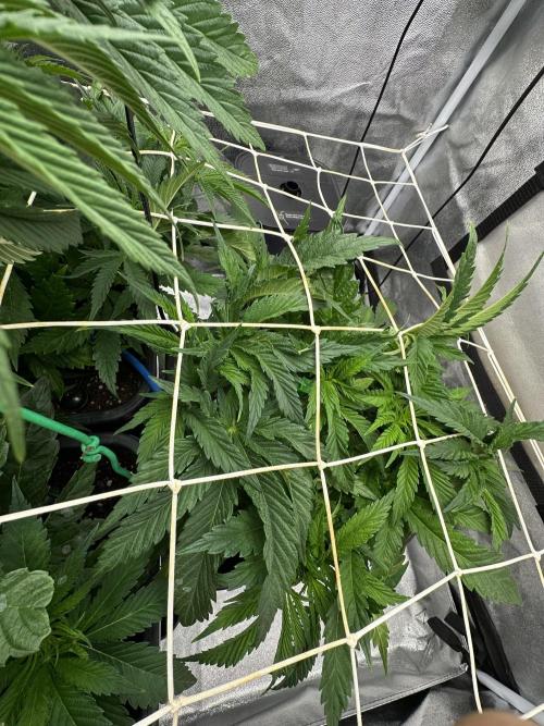 Crazy Platinum Marker. Week 7