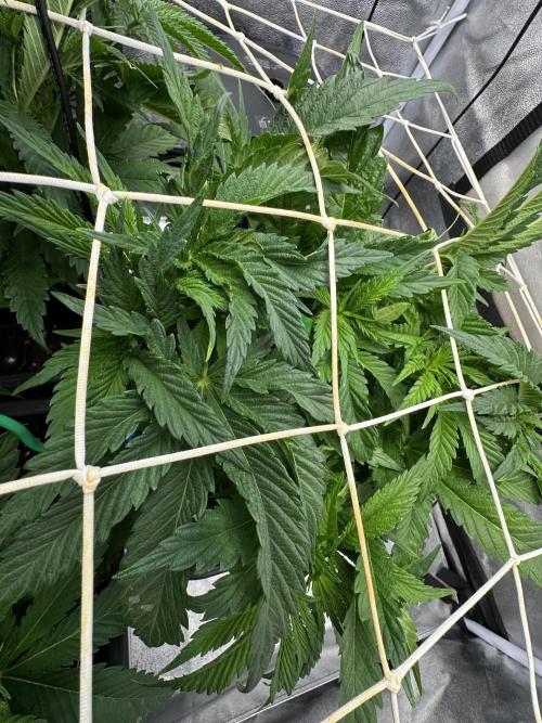 Crazy Platinum Marker. Week 7