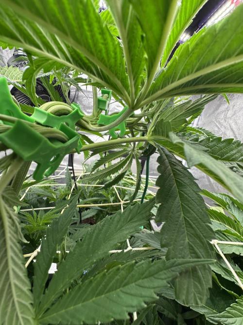 Crazy Platinum Marker. Week 7