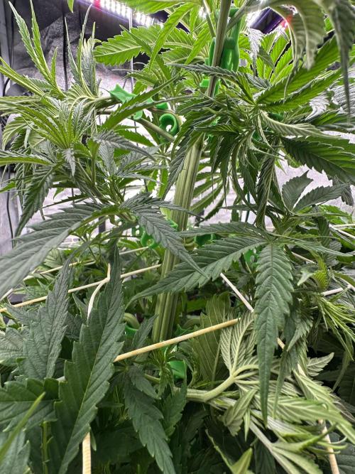 Crazy Platinum Marker. Week 7