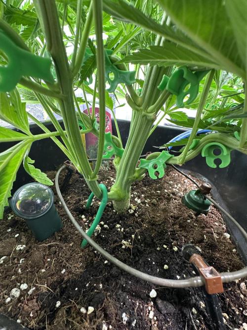 Crazy Platinum Marker. Week 7