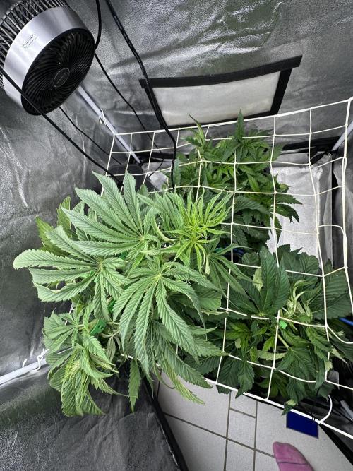 Crazy Platinum Marker. Week 7