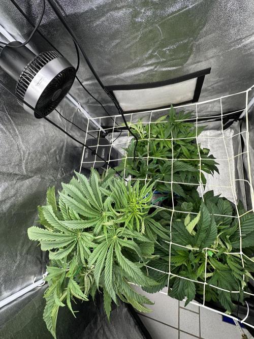 Crazy Platinum Marker. Week 7