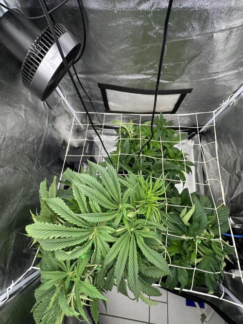 Crazy Platinum Marker. Week 7