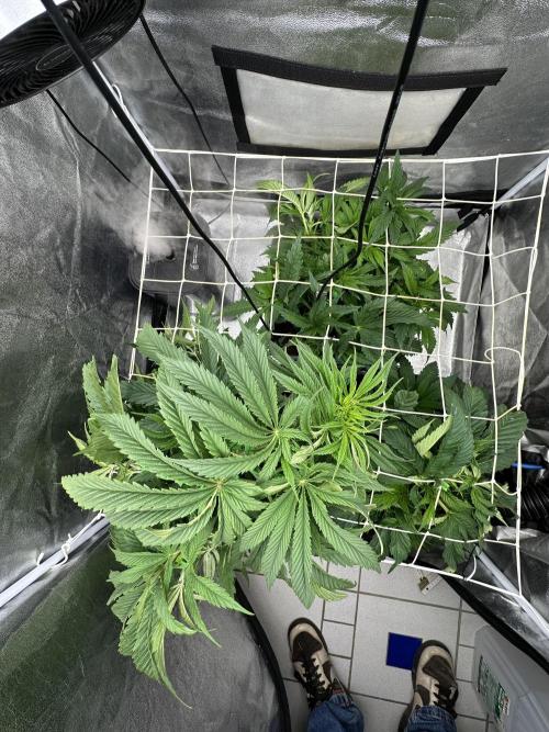 Crazy Platinum Marker. Week 7