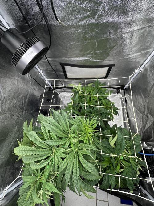 Crazy Platinum Marker. Week 7