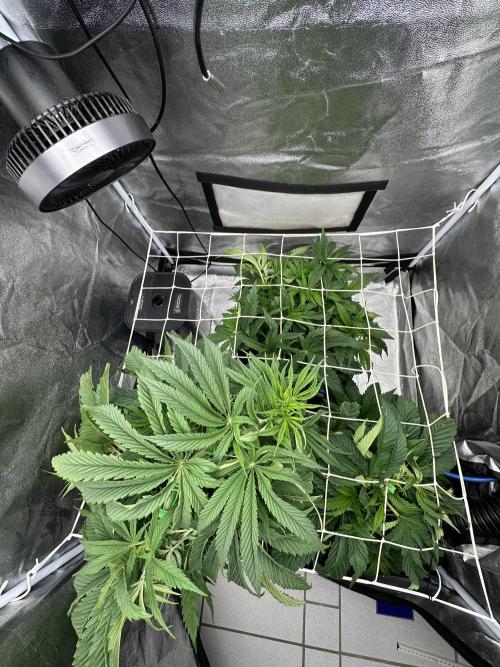 Crazy Platinum Marker. Week 7