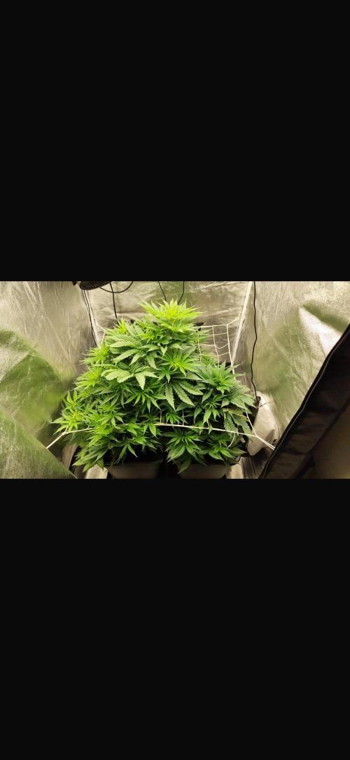 Crazy Platinum Marker. Week 8