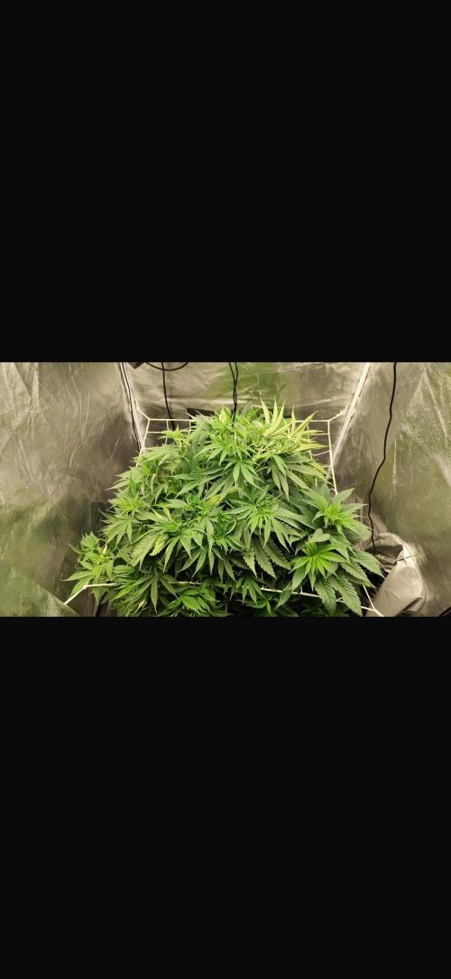 Crazy Platinum Marker. Week 8