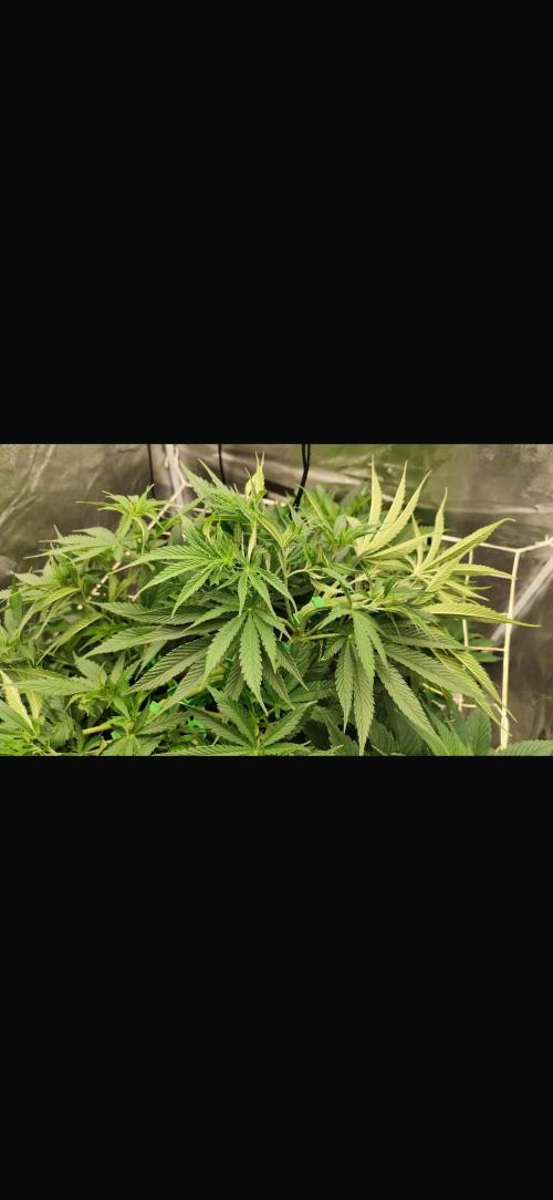 Crazy Platinum Marker. Week 8