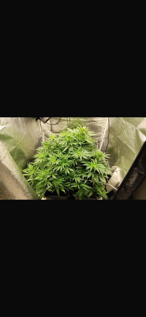 Crazy Platinum Marker. Week 8