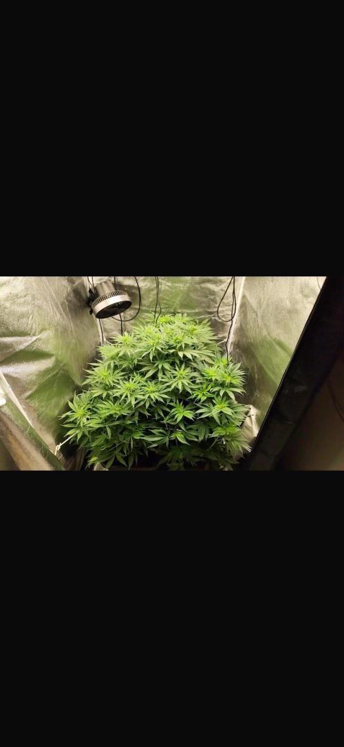 Crazy Platinum Marker. Week 9