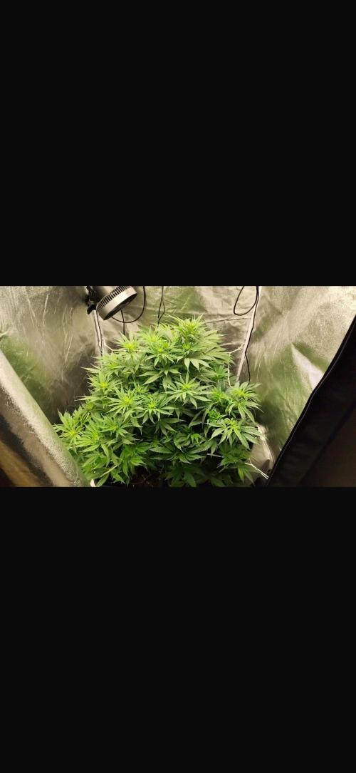 Crazy Platinum Marker. Week 9