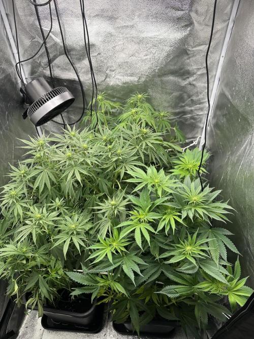 Crazy Platinum Marker. Week 9