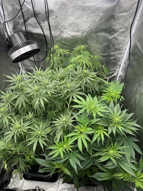 Crazy Platinum Marker. Week 9