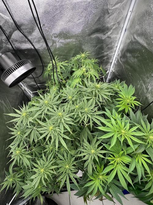 Crazy Platinum Marker. Week 9
