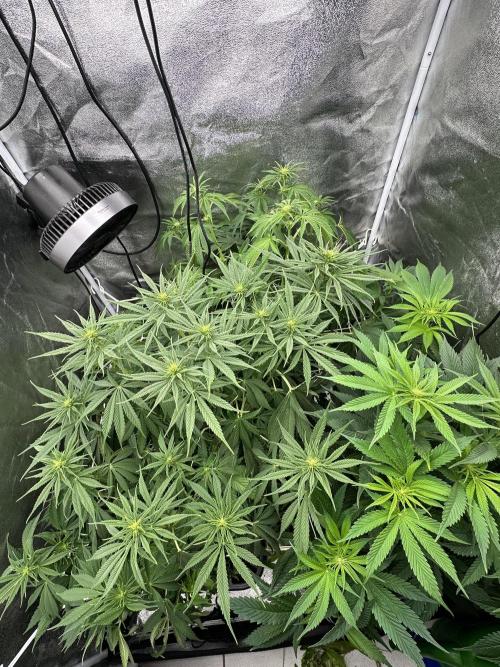 Crazy Platinum Marker. Week 9