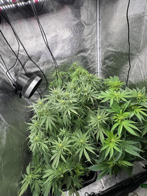 Crazy Platinum Marker. Week 9
