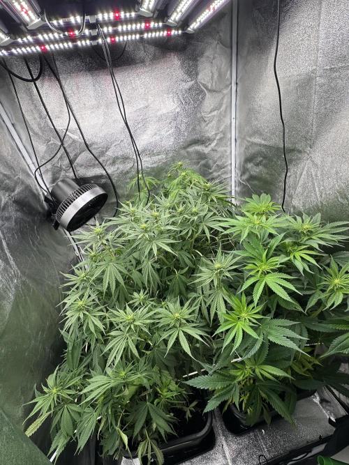 Crazy Platinum Marker. Week 9