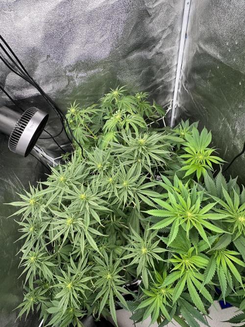 Crazy Platinum Marker. Week 9