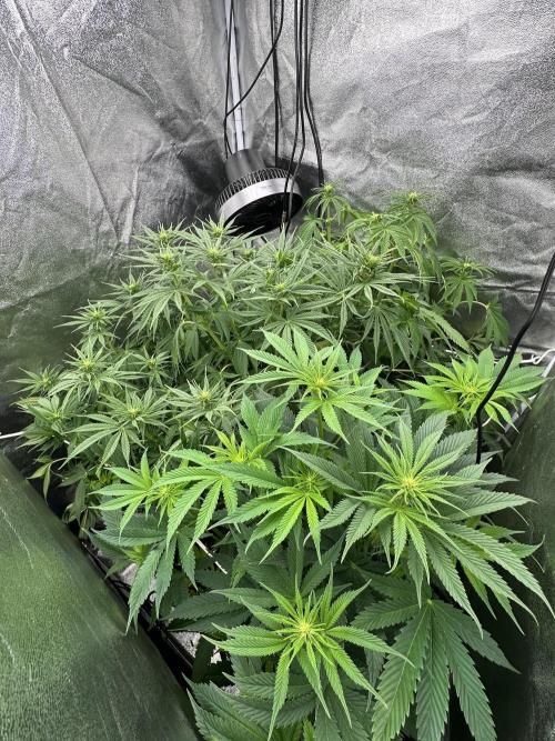 Crazy Platinum Marker. Week 9