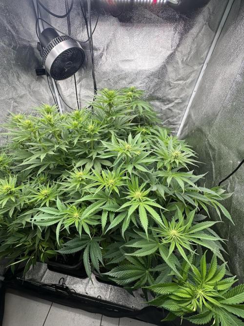 Crazy Platinum Marker. Week 10