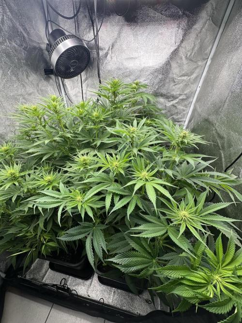Crazy Platinum Marker. Week 10