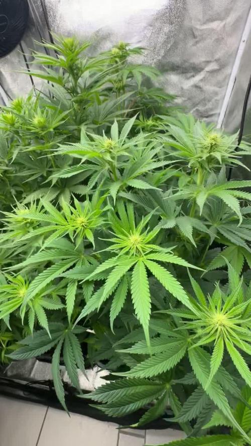 Crazy Platinum Marker