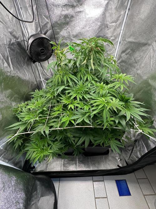 Blue Tropicana Milk. Week 6